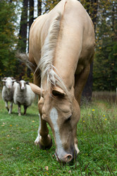 Similar image 1528386