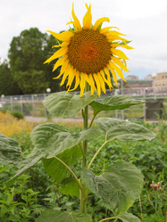 Similar image 1528462