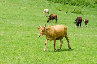 Similar image 1528864