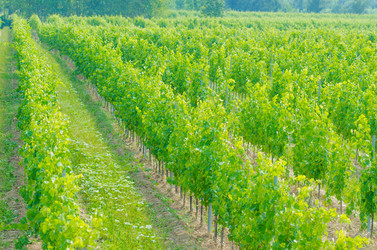 Similar image 1528984