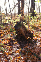 Similar image 1529194