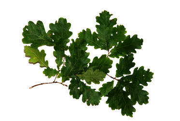 Similar image 1529224