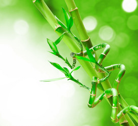 Similar image 1529294