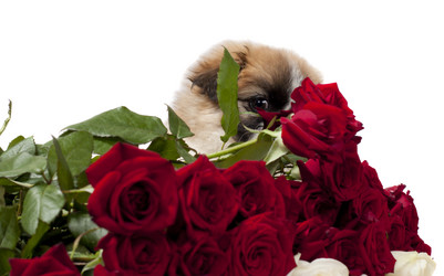 Similar image 1529500