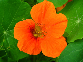 Similar image 1529513