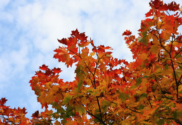 Similar image 1529673