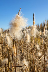 Similar image 1530024