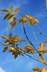 Similar image 1530505