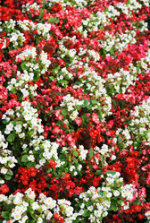 Similar image 1530509