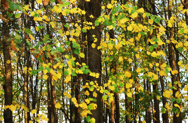 Similar image 1530511