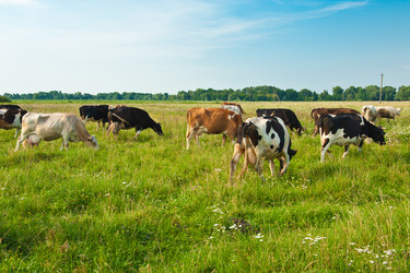 Similar image 1530514