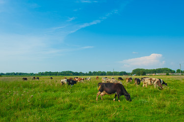 Similar image 1530515