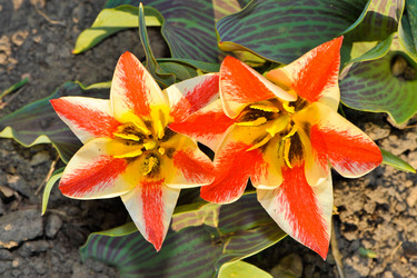 Similar image 1530517