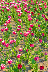 Similar image 1530518