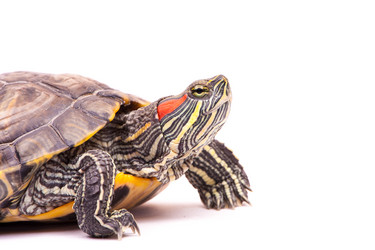 Similar image 1530520