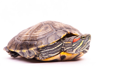 Similar image 1530521