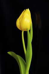 Similar image 1530526