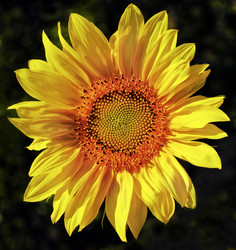 Similar image 1530527