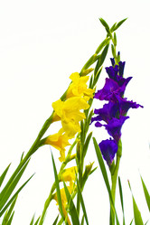 Similar image 1530529