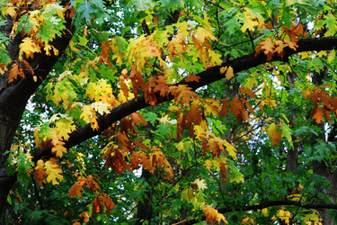 Similar image 1531171