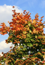 Similar image 1531181