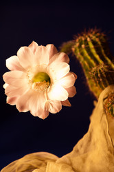 Similar image 1531218