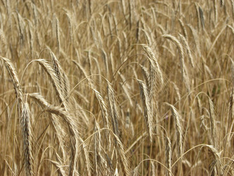 Similar image 1531275