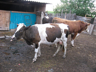 Similar image 1531317