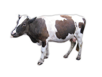 Similar image 1531323