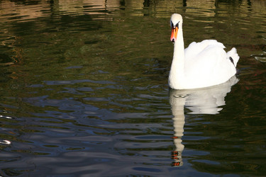 Similar image 1531426