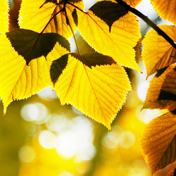 Similar image 1531463