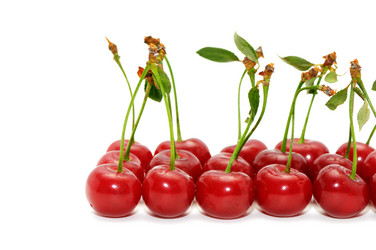 Similar image 1531466