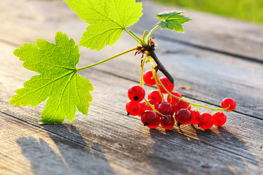 Similar image 1531603