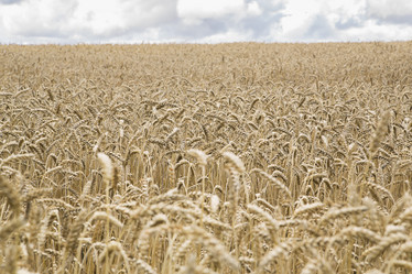 Similar image 1531661