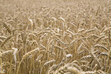 Similar image 1531662