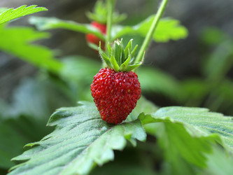 Similar image 1531793