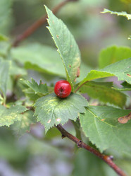 Similar image 1532169