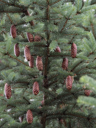 Similar image 1532764