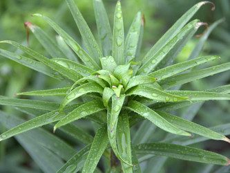 Similar image 1532843