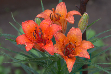 Similar image 1532844