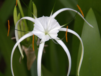 Similar image 1532845