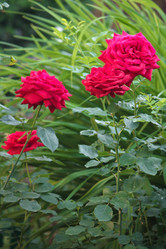 Similar image 1532912