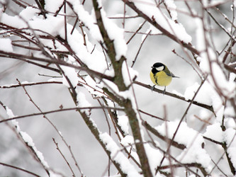 Similar image 1532939