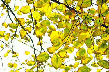 Similar image 1533299