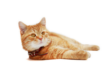 Similar image 1533382