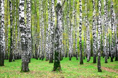 Similar image 1533503