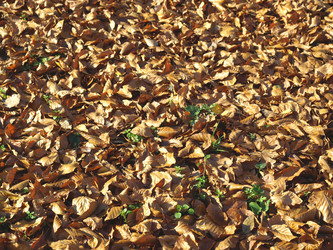 Similar image 1533926