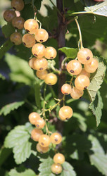 Similar image 1534074