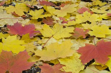 Similar image 1534181