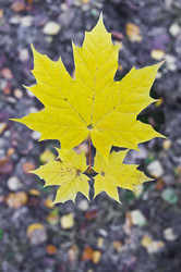 Similar image 1534182